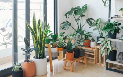 Green and Gorgeous: Eco-Friendly Home Decor Ideas