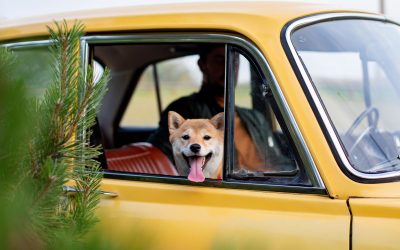 On the Road with Furry Friends: Tips for Traveling with Pets